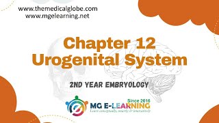 Chapter 12 Urogenital System Embryology [upl. by Vtehsta]