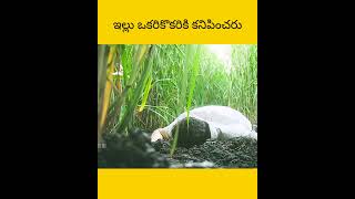 Vellu avaru avriki kanipencharu facts amazingfacts telugu [upl. by Schechter160]