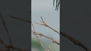 Pintailed Whydah mating with a female birdswildlife [upl. by Lauralee]