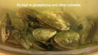 B1 Quagga Mussels Feeding [upl. by Ahtnamas]