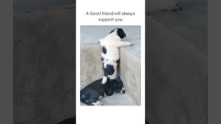 Daily Dose Internet Dogs Part 19 dogs dogshorts funny pets animals cutedog [upl. by Sibilla963]