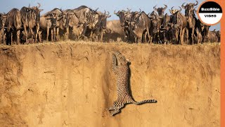 When the Leopard Falls into the Wildebeests Dominance [upl. by Zink]