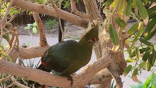 Birds of the world  45  Schalow Turaco  Livingstone Turaco [upl. by Tollmann861]