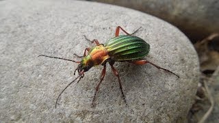 Carabus auronitens  Ground Beetle  Laufkäfer [upl. by Nnaylrebmik]