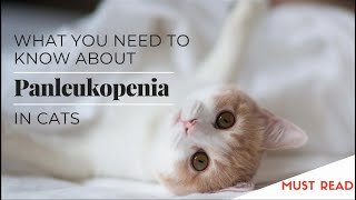 panleukopenia virus in cats [upl. by Neeliak]