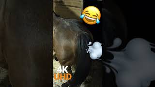 HORSE FART 4K UHD FUNNY [upl. by Gilletta]