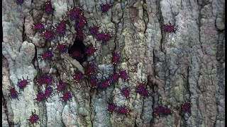 Barking Beetles  Eva Tindemans  IAO2 2D  RITCS Animation BA2 2023 [upl. by Aliuqat]