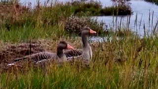 Wildvögel auf Wangerooge [upl. by Stilla]