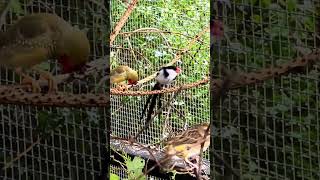 The pintailed whydah Vidua macroura [upl. by Surazal878]