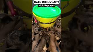 Milk replacertrending viral goatfarming farming goat bakripalan rooftop animals kids milk [upl. by Ahsirhcal]