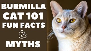 Burmilla Cats 101  Fun Facts amp Myths [upl. by Rednave134]