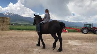 Percheron Gelding [upl. by Ahseile369]