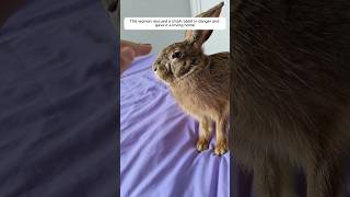 This woman rescued a small rabbit in danger and gave it a loving home animalshorts rabbit [upl. by Adnek633]