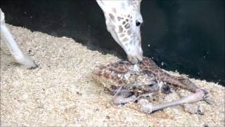 Rothschild Giraffe Birth Full Birth [upl. by Einnhoj]