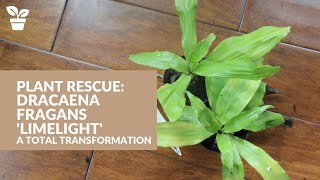 Plant Rescue Dracaena fragrans Limelight  A Total Transformation [upl. by Alisen936]