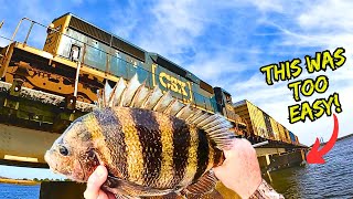 I Tossed a LIVE SHRIMP Under This TRAIN BRIDGE to Catch My Dinner Sheepshead Catch Clean Cook [upl. by Seve]