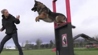 Obedience IPO Trained Versatility German Shepherd [upl. by Leunammi]