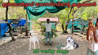 സിംഹത്തിനെ വരെ കടിച്ചു കീറുന്ന DOG ഉള്ള ഫാം  kerala kennel  kerala dog farm  dogo argentino [upl. by Dietrich]