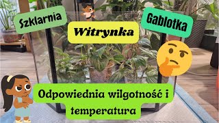 Szklarnia gablota witrynka  jakie warunki będą odpowiednie 🤔🤓 [upl. by Amapuna]