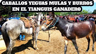 Caballos Yeguas Mulas y Burros de Calidad en la plaza Ganadera mas Grande del sur de Mexico [upl. by Bianka]