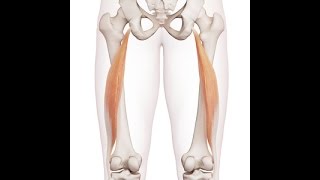 How Sitting Affects the Biceps Femoris amp Causes Hamstring Injuries [upl. by Tymon226]