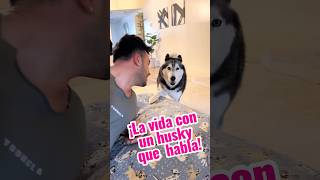 Así es vivir con un Husky que habla 🐾🐾 [upl. by Petrick428]