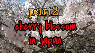 Part 2 japan cherry blossom or sakurathe best sakura in nagasaki japan [upl. by Limbert860]