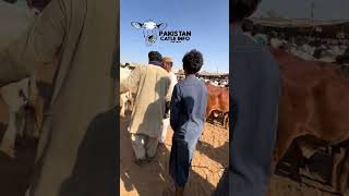 Malir Mandi update cattlemarket animals cowmandiupdate cowmandi shorts shortfeed [upl. by Ahsinelg]