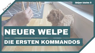 Die ersten Kommandos  Zwergpudel Apricot Welpen Training  Poodle Puppy Training [upl. by Aielam]