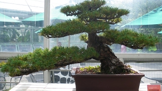 Pinus parviflora Burkes Bonsai [upl. by Uahc]