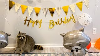 Cheeto The Raccoon Celebrates His First Birthday [upl. by Balough]