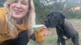 CANE CORSO Puppy IMPORT and What BREEDER I Used [upl. by Weide762]