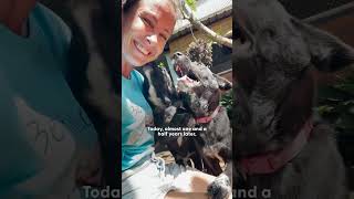 Woman Breaks Down Rescuing Puppies  The Dodo [upl. by Golter]