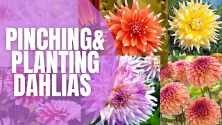 🌸🌸🌸 Pinching amp Planting Dahlias  How To Pinch Dahlias  How to Plant Dahlias  Dahlia Care [upl. by Ingraham]