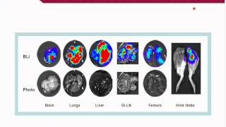 Xenografts and Allografts Allies in our war on cancer [upl. by Cooley636]