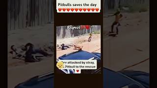 Pitbull saves boy from stray dog attack [upl. by Etteiram]