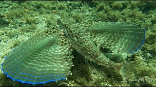 Fantastically Finicky Flying Gurnard [upl. by Silva]