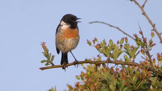 Stonechat Calling [upl. by Itsrejk]