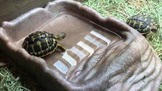 Watch as a threeyearold Tuscan western Hermanns tortoise explores his new enclosure [upl. by Miguel512]