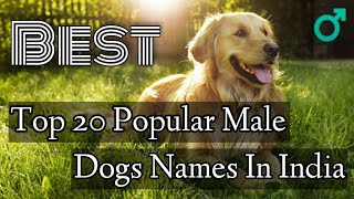 Top 20 Popular Male Dog Names In India । Dog Names For Male [upl. by Metzgar]