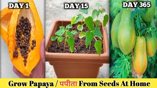 How to grow Papaya Plant from seeds At home  पपीता को कैसे उगाऐ । [upl. by Atiekan65]