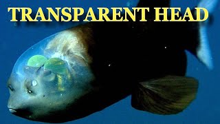 Barreleye Fish With See Through Head Caught In California [upl. by Leonidas]