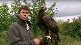 Birds eye view from Golden Eagle flight  Animal Camera  BBC Studios [upl. by Parris397]