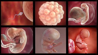 Human embryonic development  3D Animation [upl. by Adlez]