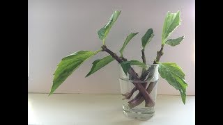 GROW THAI BASIL CUTTINGS [upl. by Oznole859]