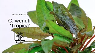 Cryptocoryne wendtii Tropica [upl. by Placidia]