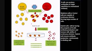 Monoclonal antibody production using Hybridoma Technology [upl. by Leary]