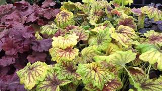 Plant color for shade gardens Coral Bells  Heuchera side by side [upl. by Ahcropal]