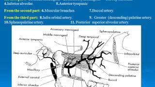 41 BRANCHES OF MAXILLARY ARTERY [upl. by Ybsorc]