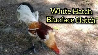 Blueface Hatch Pyle Brown Red Gamefowl BLD GAME FARM [upl. by Venola]